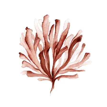 Coral 3