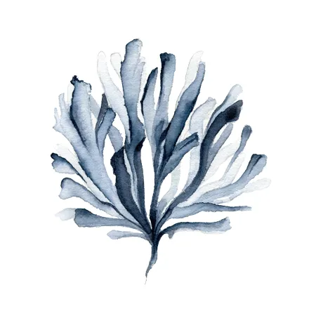 Coral Azul 3