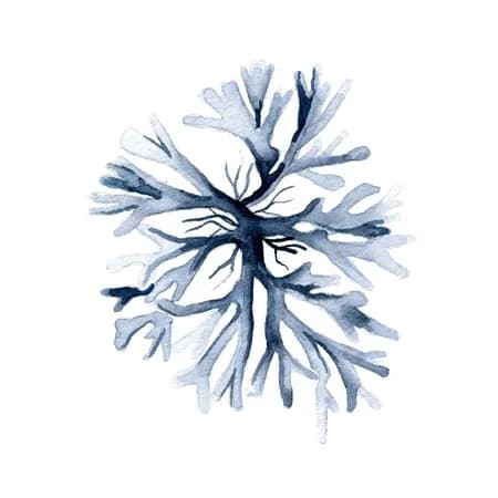 Coral Azul 2