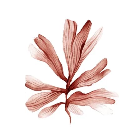 Coral 4