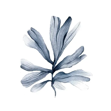 Coral Azul 1