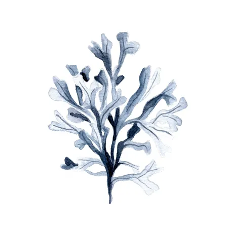 Coral Azul 6