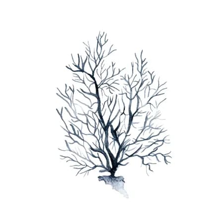 Coral Azul 4