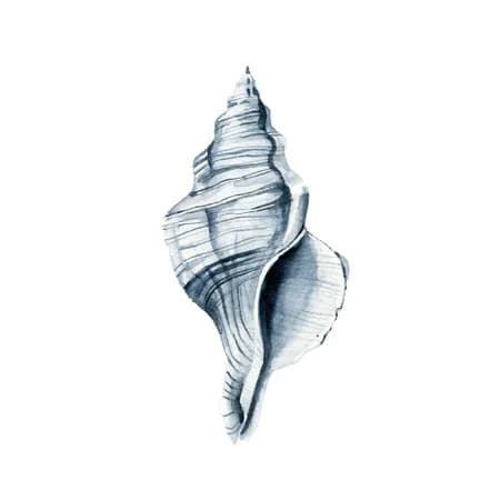 Caracol Marino