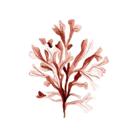 Coral 5