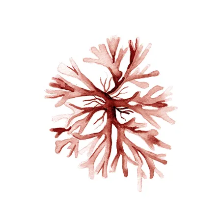 Coral 2