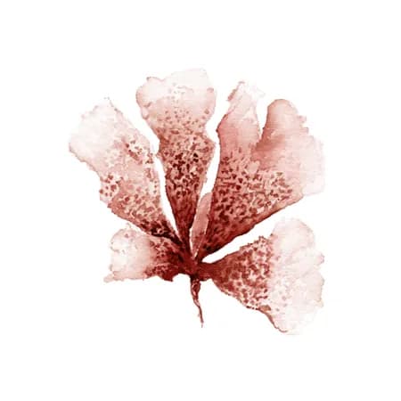 Coral 1