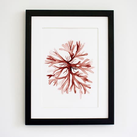 Product 43